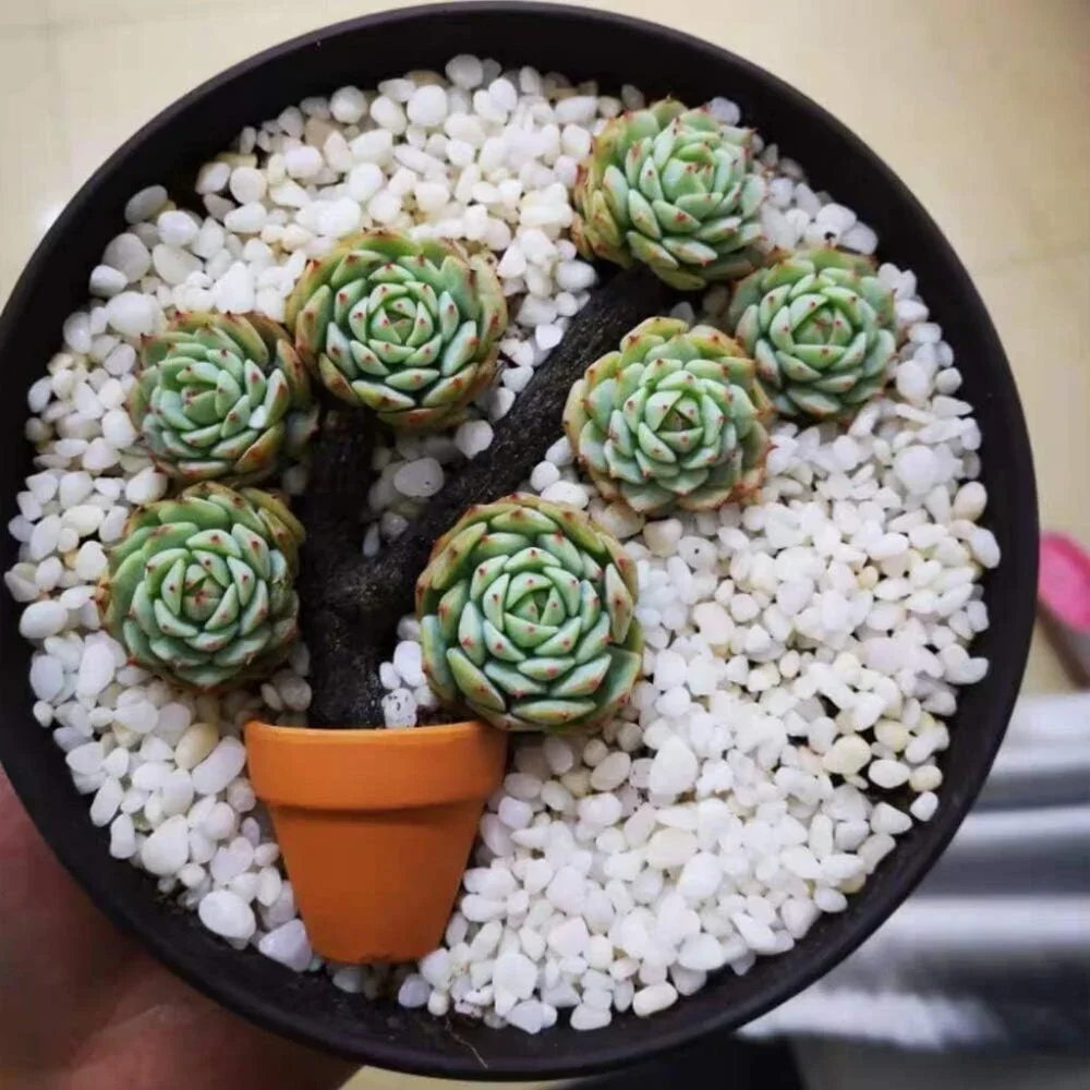 Mini Terracotta Pots with Drainage Holes - 1.5 inches Tiny Clay Nursery Pots for - Picture 4 of 5